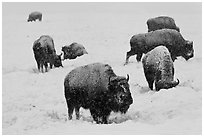 Bison feeding in snow-covered meadow. Yellowstone National Park, Wyoming, USA. (black and white)
