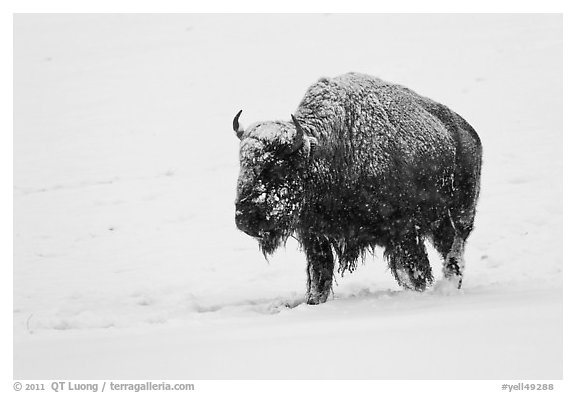 Snow-covered bison walking. Yellowstone National Park, Wyoming, USA.