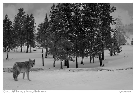 Coyote in winter. Yellowstone National Park (black and white)