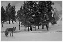 Coyote in winter. Yellowstone National Park ( black and white)