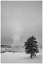 Pine tree and Old Faithful geyser in winter. Yellowstone National Park, Wyoming, USA. (black and white)