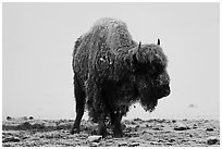 Snow-covered buffalo standing on warmer ground. Yellowstone National Park ( black and white)