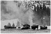 Bisons with thermal plume behind in winter. Yellowstone National Park, Wyoming, USA. (black and white)
