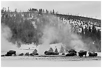 Buffalo herd and Geyser Hill in winter. Yellowstone National Park, Wyoming, USA. (black and white)