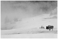 Lone bison and thermal steam. Yellowstone National Park, Wyoming, USA. (black and white)
