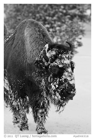 American bison with snow sticking on face. Yellowstone National Park (black and white)