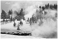 Steam and forest in winter. Yellowstone National Park ( black and white)