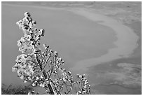 Frosted tree and thermal pool. Yellowstone National Park, Wyoming, USA. (black and white)