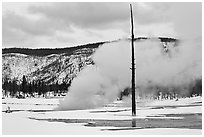 Tree skeleton and thermal steam, Biscuit Basin. Yellowstone National Park ( black and white)