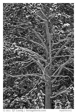 Close up of tree with snow. Yellowstone National Park (black and white)