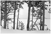 Trees on edge of Lewis Lake in winter. Yellowstone National Park ( black and white)