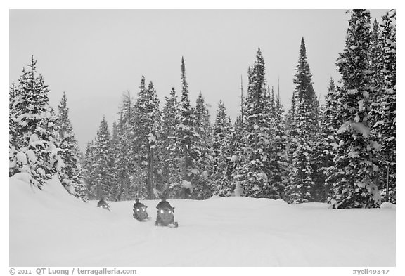 Snowmobiling on snowy day. Yellowstone National Park, Wyoming, USA.