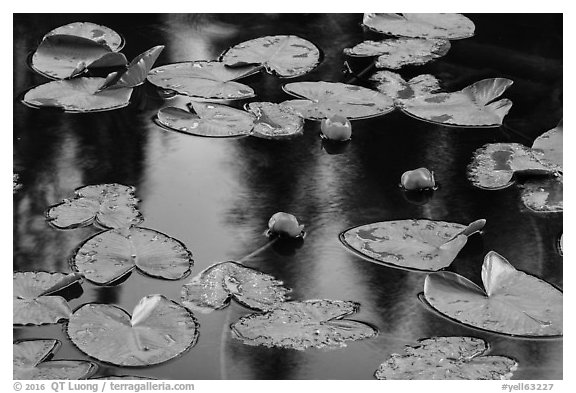 Water lillies in bloom, Isa Lake. Yellowstone National Park (black and white)