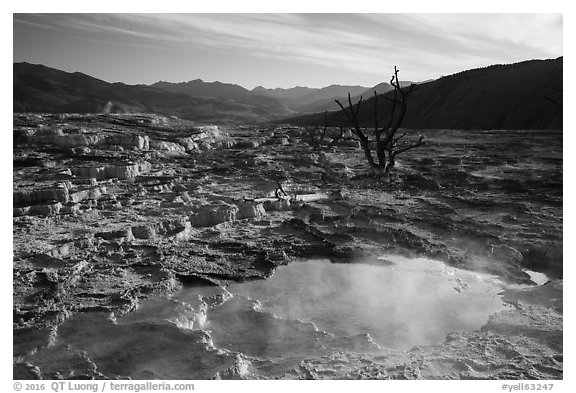 Pool, travertine terraces, and dead trees, Mammoth Hot Springs. Yellowstone National Park (black and white)