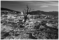 Dead trees and Main Terrace, Mammoth Hot Springs. Yellowstone National Park ( black and white)