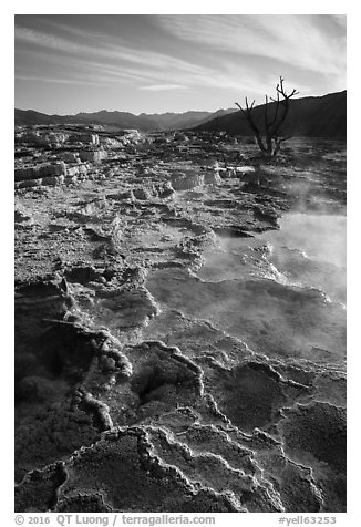 Main Terrace, morning, Mammoth Hot Springs. Yellowstone National Park (black and white)
