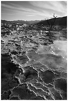 Main Terrace, morning, Mammoth Hot Springs. Yellowstone National Park ( black and white)