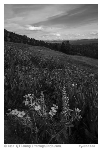 Wildflower meadow, Dunraven Pass. Yellowstone National Park (black and white)
