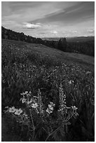 Wildflower meadow, Dunraven Pass. Yellowstone National Park ( black and white)