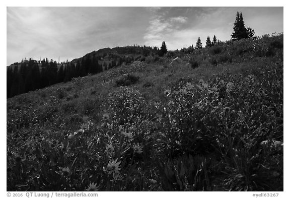 Summer wildflowers near Dunraven Pass. Yellowstone National Park (black and white)