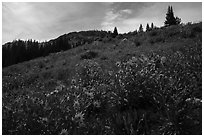 Summer wildflowers near Dunraven Pass. Yellowstone National Park ( black and white)