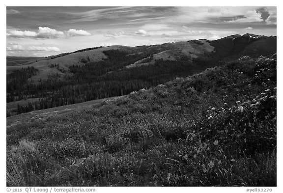 Carpets of wildflowers below Mount Washburn. Yellowstone National Park (black and white)