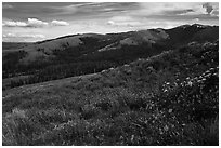 Carpets of wildflowers below Mount Washburn. Yellowstone National Park ( black and white)