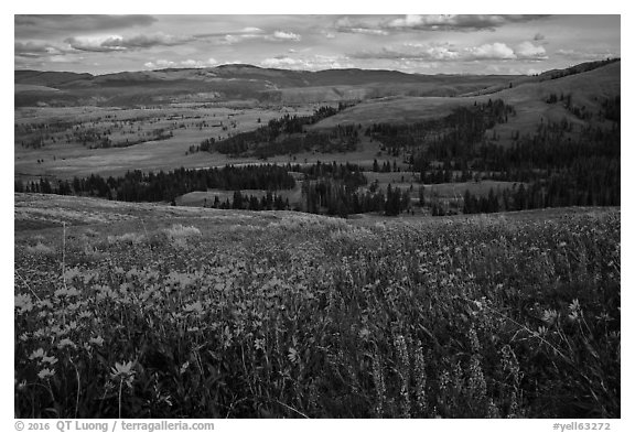 Summer wildflowers and Lamar Valley. Yellowstone National Park (black and white)