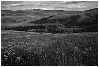 Summer wildflowers and Lamar Valley. Yellowstone National Park ( black and white)