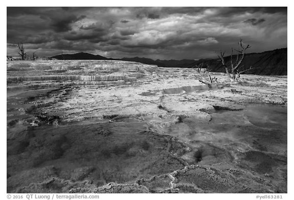 Travertine terraces and dead trees, Main Terrace, afternoon. Yellowstone National Park (black and white)