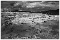 Travertine terraces and dead trees, Main Terrace, afternoon. Yellowstone National Park ( black and white)