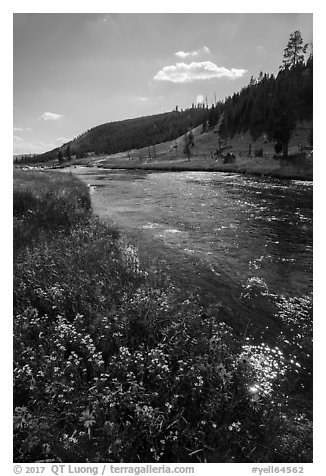 Wildflowers along Firehole River. Yellowstone National Park (black and white)