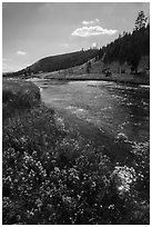 Wildflowers along Firehole River. Yellowstone National Park ( black and white)