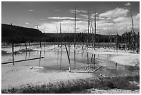 Black Sand Basin with trees killed by hot springs. Yellowstone National Park ( black and white)