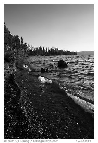 Lewis Lake Shore with black send. Yellowstone National Park (black and white)