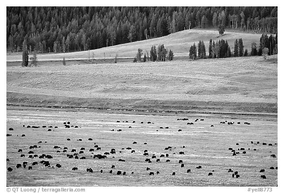 Buffalo herd in Lamar Valley, dawn. Yellowstone National Park, Wyoming, USA.