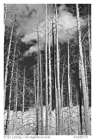 Burned forest and clouds. Yellowstone National Park (black and white)