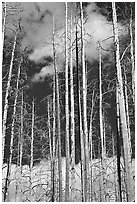 Burned forest and clouds. Yellowstone National Park ( black and white)