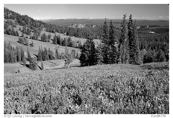 Lupines at Dunraven Pass, Grand Canyon of the Yellowstone in the background. Yellowstone National Park (black and white)