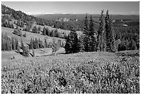 Lupines at Dunraven Pass, Grand Canyon of the Yellowstone in the background. Yellowstone National Park, Wyoming, USA. (black and white)