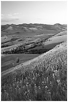 Grasses and flowers on Specimen ridge, sunset. Yellowstone National Park ( black and white)