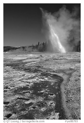 Daisy Geyser erupting at an angle. Yellowstone National Park (black and white)