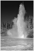 Grand Geyser,  tallest of the regularly erupting geysers in the Park. Yellowstone National Park, Wyoming, USA. (black and white)