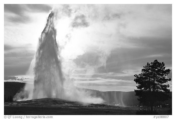 Old Faithful Geyser erupting, backlit by late afternoon sun. Yellowstone National Park (black and white)