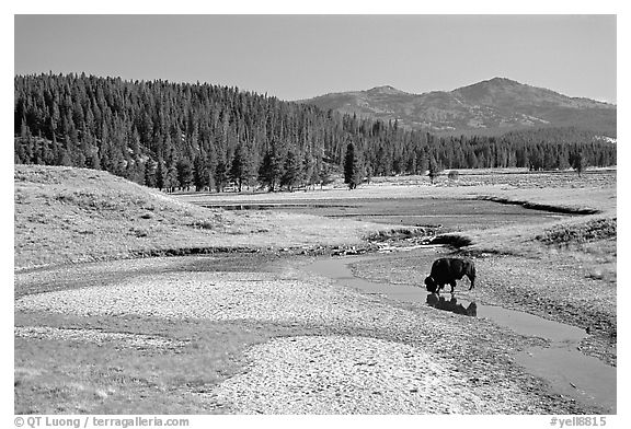 Buffalo in creek, Hayden Valley. Yellowstone National Park (black and white)