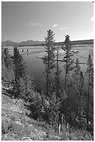 Trees and bend of the Yellowstone River, Hayden Valley. Yellowstone National Park, Wyoming, USA. (black and white)