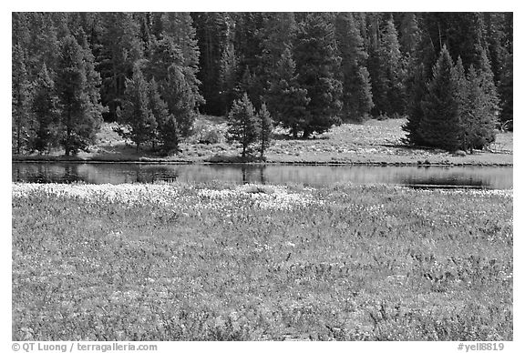 Purple flowers and pine trees. Yellowstone National Park (black and white)