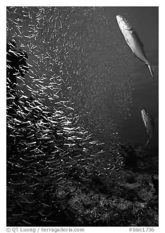 Large school of tiny baitfish chased by larger fish. Biscayne National Park (black and white)