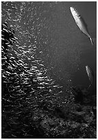 Large school of tiny baitfish chased by larger fish. Biscayne National Park ( black and white)