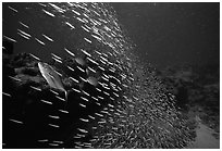 School of baitfish escaping predators. Biscayne National Park ( black and white)